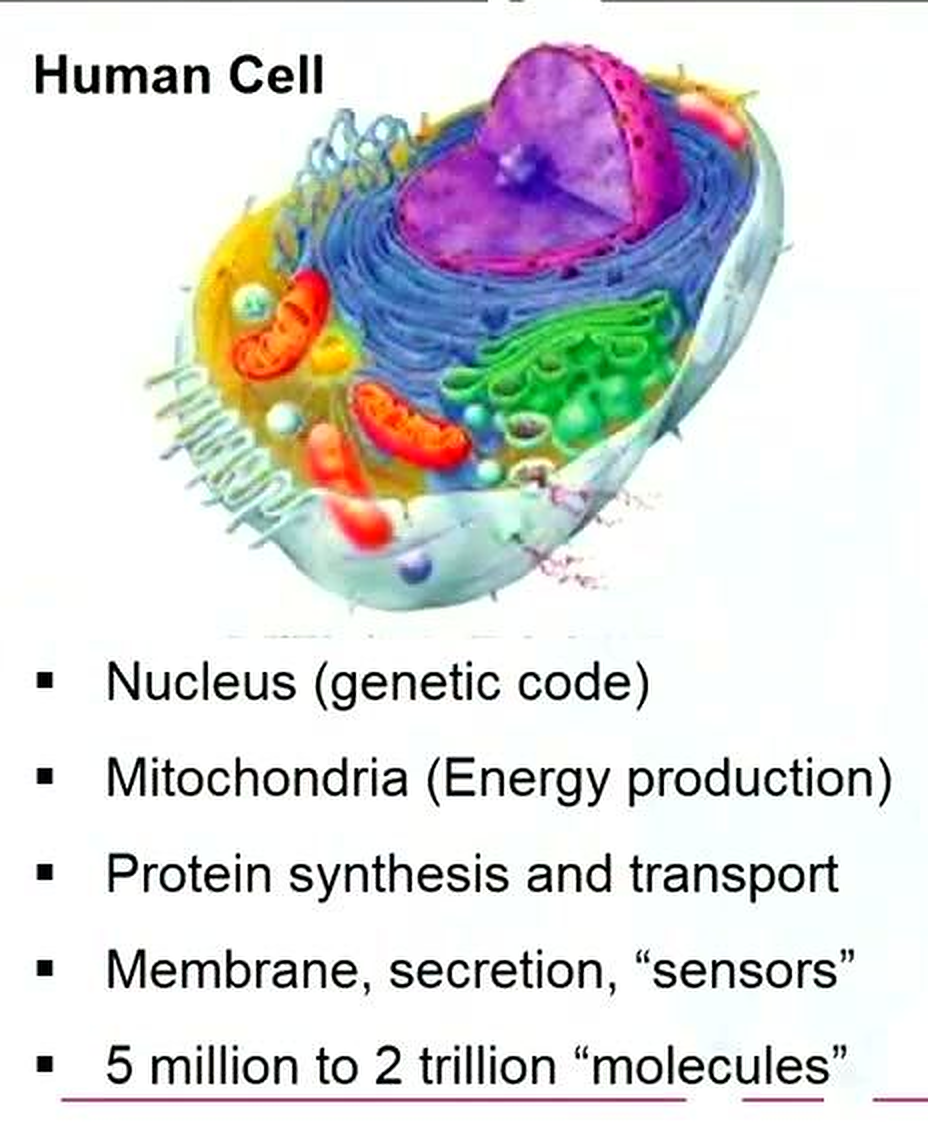 Labeled human-cell diagram extracted from a lecture slide