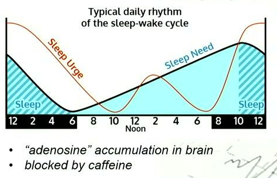 Chart of the daily sleep-wake rhythm extracted from a lecture slide
