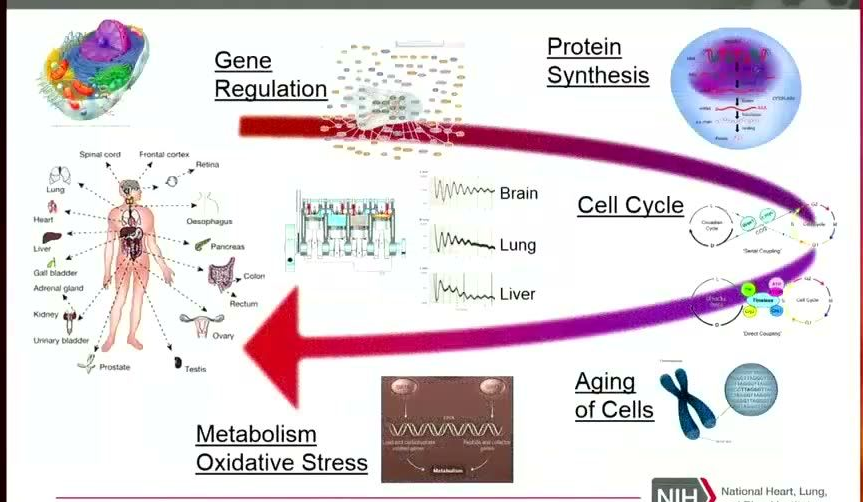 A diagram with multiple circular and rectangular sub-diagrams representing cellular processes, connected by arrows and a large red arrow pointing left towards a central human figure labeled with various organs like lung, heart, liver, kidney, etc. Sub-diagrams include molecular structures, cell cycle loops, and a chromosome.